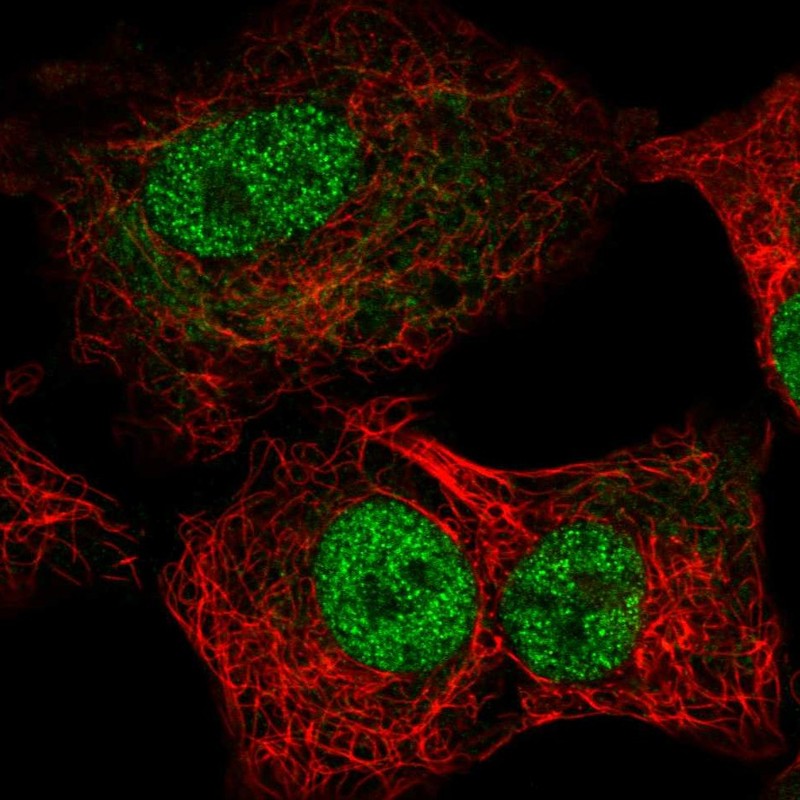 Atlas Antibodies Anti-TEAD1 Antibody
