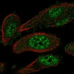 Atlas Antibodies Anti-TEAD2 Antibody