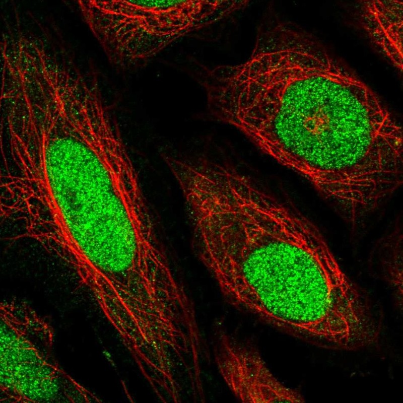 Atlas Antibodies Anti-TEAD1 Antibody
