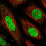 Atlas Antibodies Anti-TEAD1 Antibody