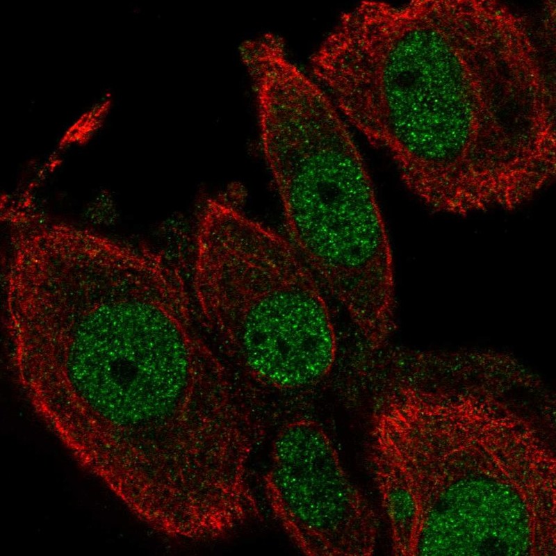 Atlas Antibodies Anti-TEAD2 Antibody