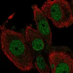 Atlas Antibodies Anti-TEAD2 Antibody