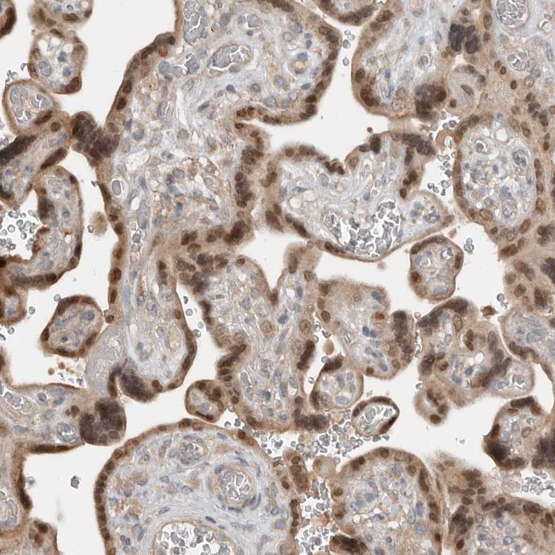Atlas Antibodies Anti-TEAD3 Antibody