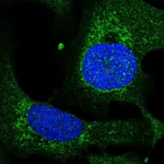 Atlas Antibodies Anti-TEFM Antibody