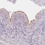 Atlas Antibodies Anti-TEKT1 Antibody