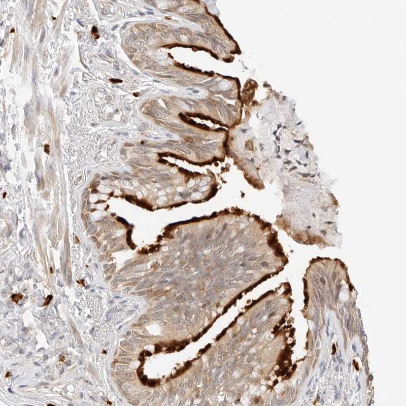 Atlas Antibodies Anti-TEKT2 Antibody