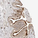 Atlas Antibodies Anti-TEKT2 Antibody