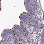 Atlas Antibodies Anti-TEKT3 Antibody