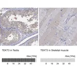 Atlas Antibodies Anti-TEKT3 Antibody