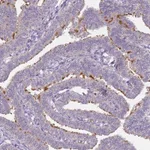Atlas Antibodies Anti-TEKT4 Antibody