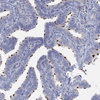 Atlas Antibodies Anti-TEKT4 Antibody