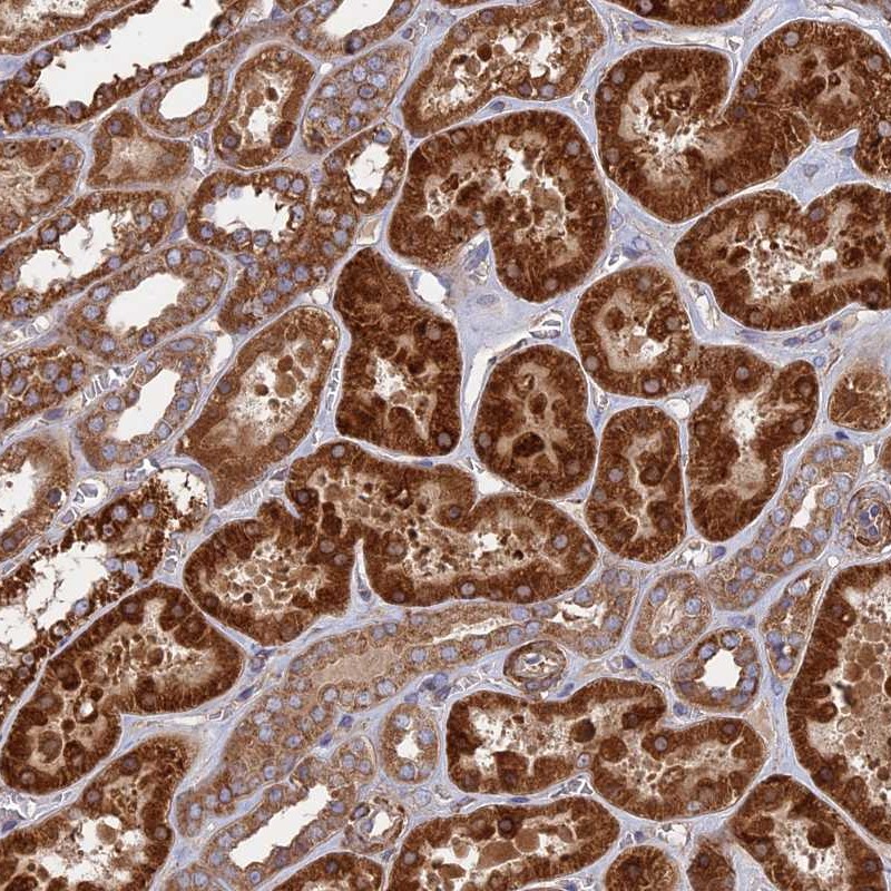 Atlas Antibodies Anti-TELO2 Antibody