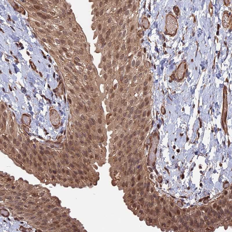 Atlas Antibodies Anti-TELO2 Antibody