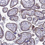 Atlas Antibodies Anti-TENM3 Antibody