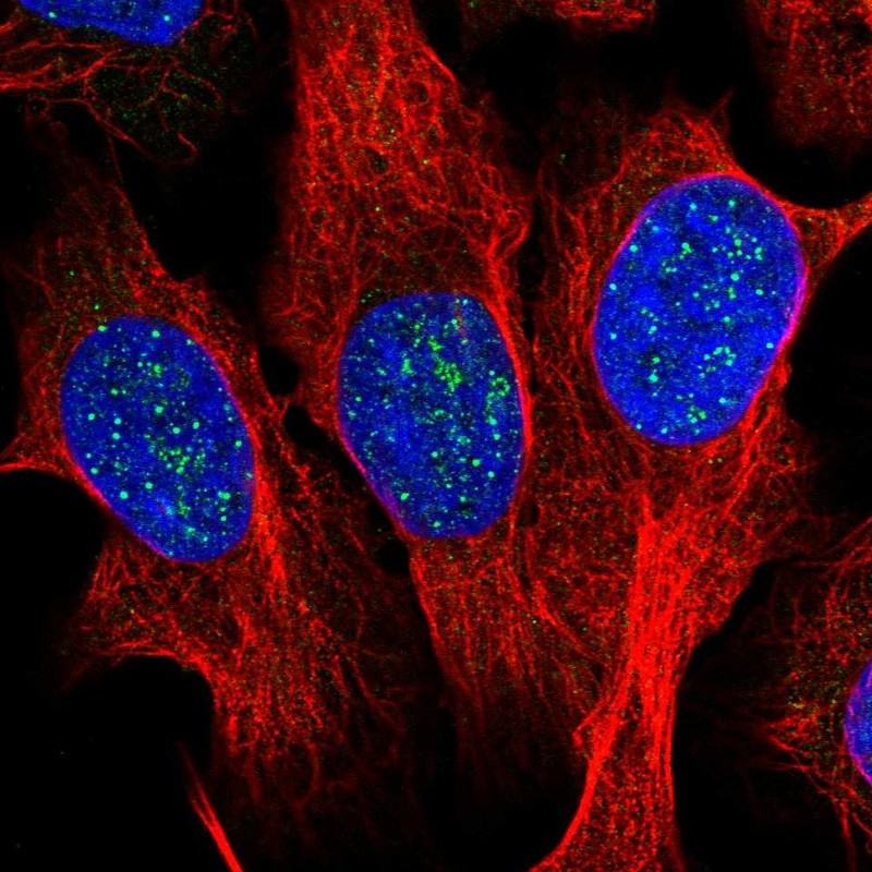 Atlas Antibodies Anti-TERF1 Antibody