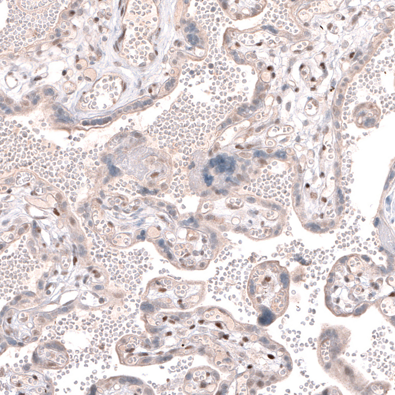 Atlas Antibodies Anti-TET3 Antibody