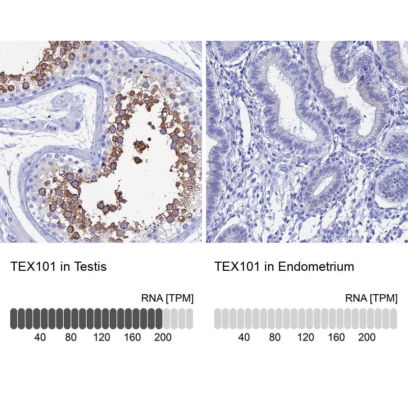 Atlas Antibodies Anti-TEX101 Antibody