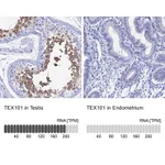 Atlas Antibodies Anti-TEX101 Antibody