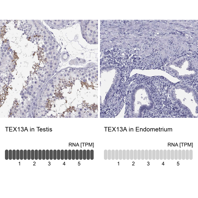 Atlas Antibodies Anti-TEX13A Antibody