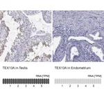 Atlas Antibodies Anti-TEX13A Antibody