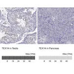 Atlas Antibodies Anti-TEX14 Antibody