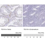 Atlas Antibodies Anti-TEX19 Antibody