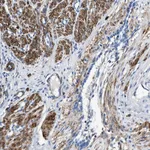 Atlas Antibodies Anti-TEX261 Antibody