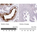 Atlas Antibodies Anti-TEX30 Antibody