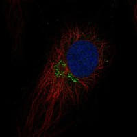 Atlas Antibodies Anti-TEX26 Antibody