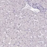 Atlas Antibodies Anti-TEX33 Antibody