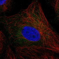 Atlas Antibodies Anti-TEX37 Antibody