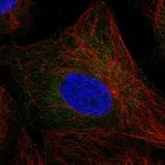 Atlas Antibodies Anti-TEX37 Antibody