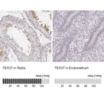 Atlas Antibodies Anti-TEX37 Antibody