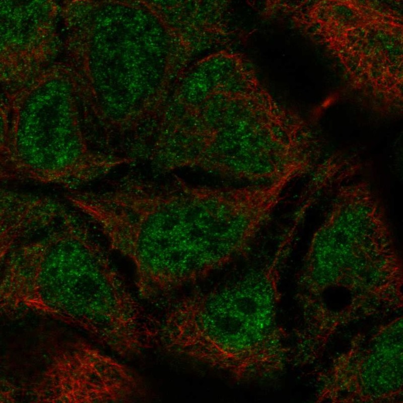 Atlas Antibodies Anti-TEX40 Antibody