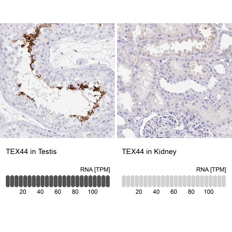 Atlas Antibodies Anti-TEX44 Antibody