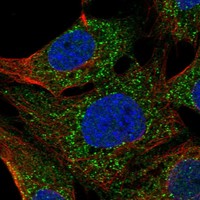 Atlas Antibodies Anti-TEX38 Antibody