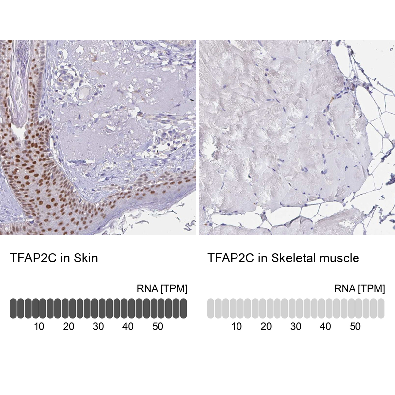 Atlas Antibodies Anti-TFAP2C Antibody