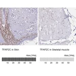 Atlas Antibodies Anti-TFAP2C Antibody