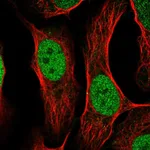 Atlas Antibodies Anti-TFAP2C Antibody
