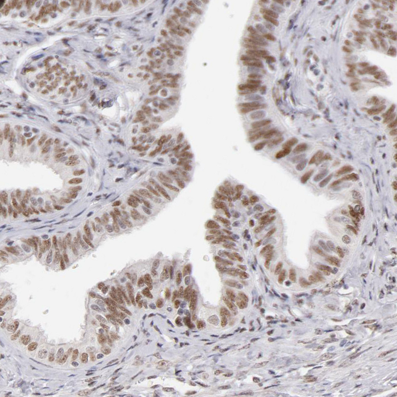 Atlas Antibodies Anti-TFAP4 Antibody