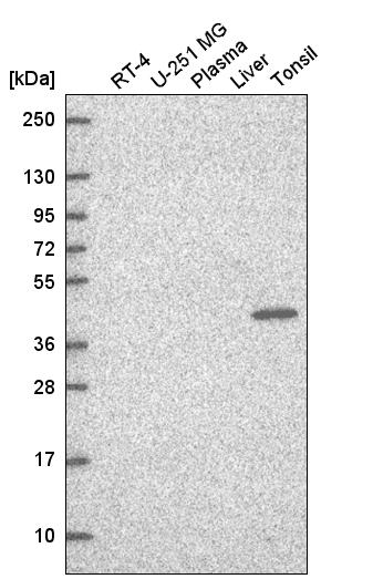 Atlas Antibodies Anti-TFCP2 Antibody
