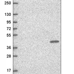 Atlas Antibodies Anti-TFCP2 Antibody