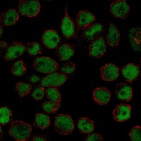 Atlas Antibodies Anti-TFDP2 Antibody
