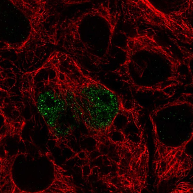 Atlas Antibodies Anti-TFEC Antibody