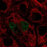 Atlas Antibodies Anti-TFEC Antibody