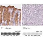 Atlas Antibodies Anti-TFF1 Antibody