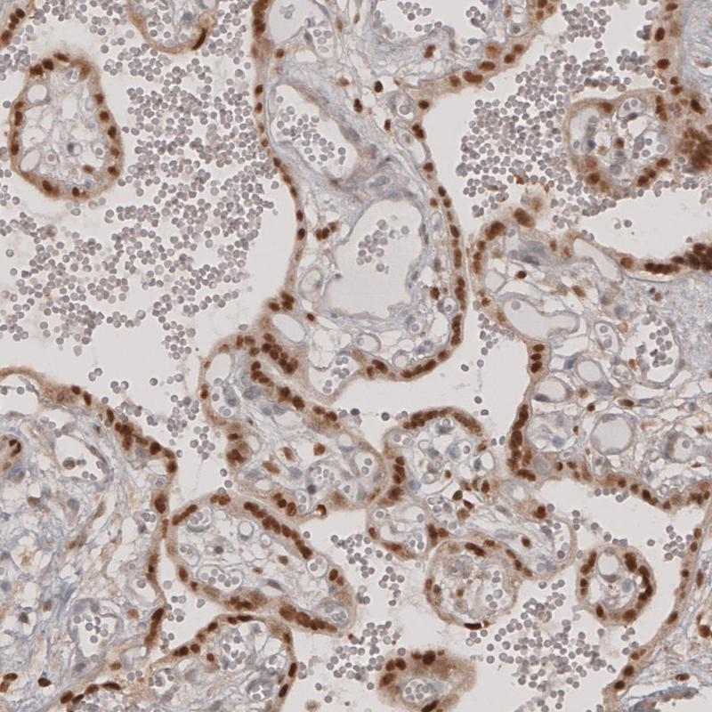Atlas Antibodies Anti-TFE3 Antibody