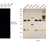 Thermo Fisher Scientific Chicken anti-Rabbit IgG (H+L) Secondary Antibody