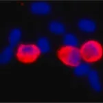 Merck MONOCLONAL ANTI-C-MYC, CLONE 9E10
