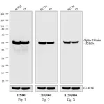 Thermo Fisher Scientific F(ab`)2-Goat anti-Rat IgG (H+L) Highly Cross-Adsorbed Secondary Antibody, HRP